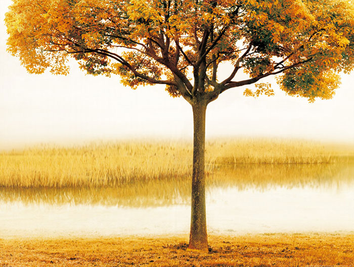 Landscape for JAHRRIESNGE tree lpf08290 Landscape JAHRRIESNGE for tree lpf08290