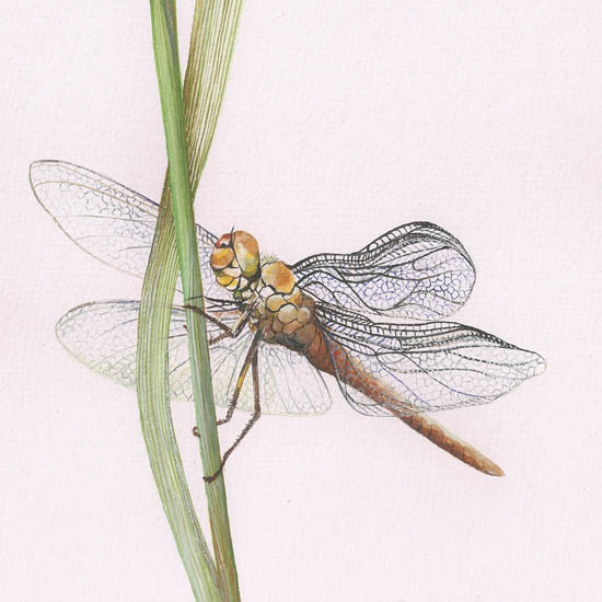 Animals Jahrriesnge  for dragonfly lpf08680 