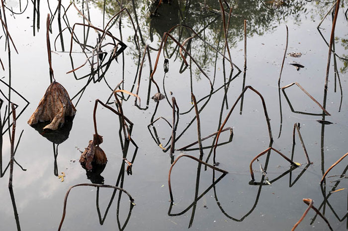 Landscape for JAHRRIESNGE lotus in winter lpf09205 Landscape JAHRRIESNGE for lotus in winter lpf09205
