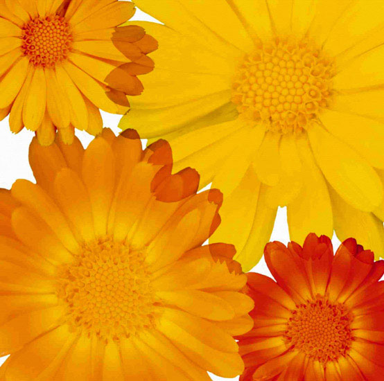 Floral JAHRRIESNGE  for flowers lpf10082 