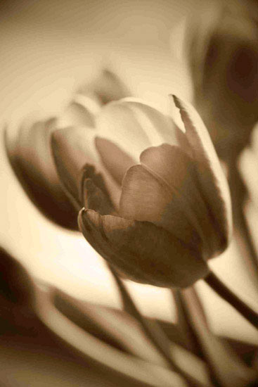 Floral for JAHRRIESNGE flowers lpf10162 Floral JAHRRIESNGE for flowers lpf10162