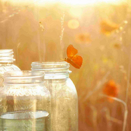 Portrait for Jahrriesnge butterfly lpf10494 Portrait Jahrriesnge for butterfly lpf10494